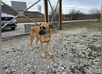 Boomer – Und es hat Boom gemacht!