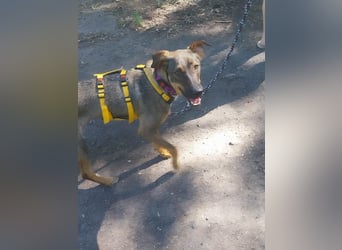 Buddy❤️ - sanfter Kerl mit dem großen Herz sucht seine Menschen