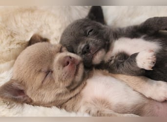 Reinrassige Chihuahua Welpen Kurzhaar