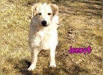 Jenny4 geb. 01/2018 - bezaubernde und super liebe, kleine Wuschelhündin!