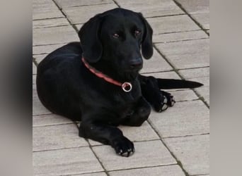 Kerlchen-Blacky ein absoluter Schatz