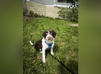 Rambo sucht ein neues Zuhause