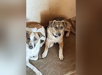 Luka sucht sein Zuhause!