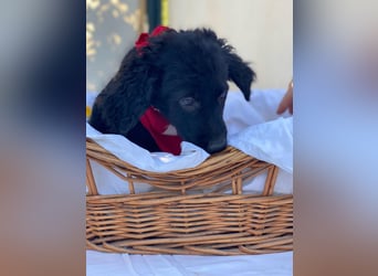 Bari LM - Zuhause gesucht – Neun kleine Hundekinder auf großer Mission