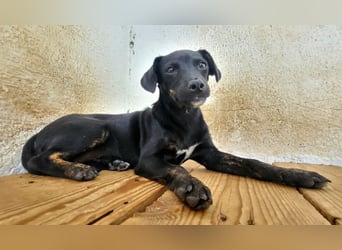 Pippa, muss dringend aus dem Tierheim raus