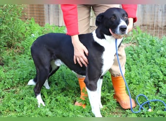 Garoto, Mix Labrador / Dogge - freundlich und sozial
