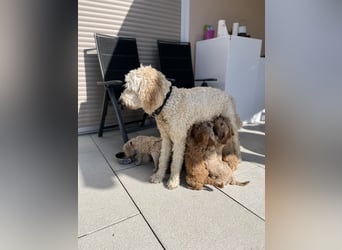 Goldendoodle F1b Welpen F1bb -apricot hell dunkel