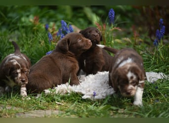 Aussiedor Aussiedorwelpe Welpe Australien Shepherd x Labrador