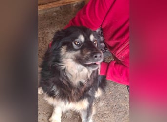Laika, lebenslustig und menschenbezogen