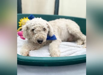 COCO - Sozialverträglicher Puli-Mix sucht seine Familie
