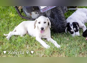 Roberta und Robbie, f.,  suchen eine Familie