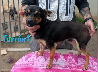 Turrón1 11/2023 (ESP) - sympathischer und aufgeschlossener, kleiner Pinscher-Mix!