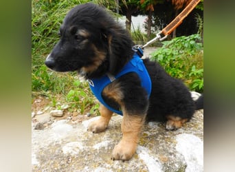 Gobi sucht ein Zuhause
