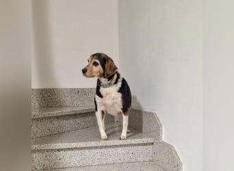 Maya - HAT INTERESSENTEN - süsse Omi sucht dringend Familienanschluß statt Tierheim