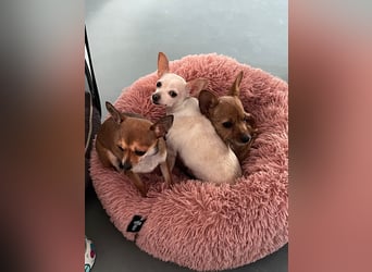 SOPHIE und KAAMI ❤️ 2 Chihuahua Seelen, Pflegefamilie Bochum