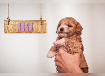 5 Wunderschöne Maltipoo-Welpen suchen ein neues, liebevolles Zuhause!
