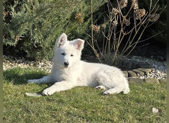 Weißer Schweizer Schäferhund / Welpen / Berger Blanc Suisse / puppies with FCI pedigree