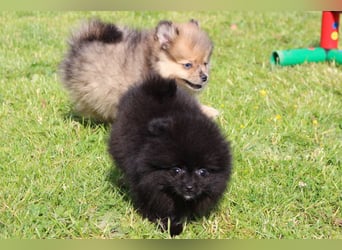 Unser sehr kleines Pomeranian Zwergspitz Mädel "Yulie" sucht Kuschelpartner