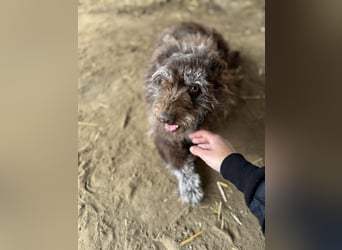 Brios-LM, kleines Wildschwein sucht neues Zuhause!