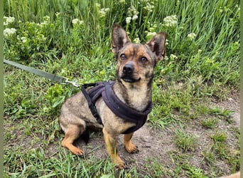 Kleine Gina sucht ein verständnisvolles Zuhause