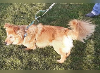 Handicap - Zorro ist blind und liebt Menschen sehr