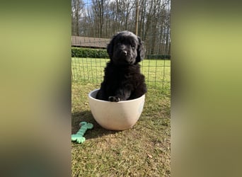 Wunderschöner Golden Retriever - Labrador Mix Welpe