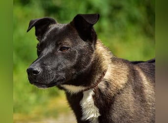 Zorro C68 ist offen im Kontakt mit Menschen