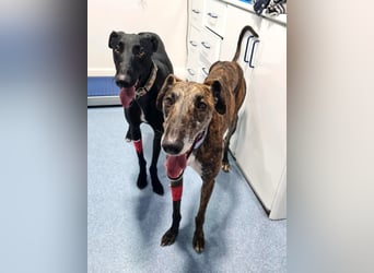Roncel – freundlicher Galgo-Bub mit Köpfchen und Charme!