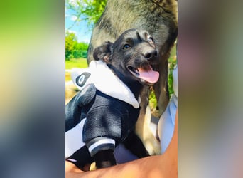 Kleine Bonnie sucht ihr Zuhause❤️