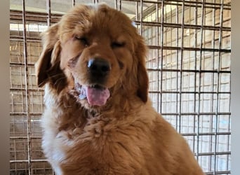 FELIX❤️ junger Chow-Chow-Retriever-Mix: freundlich, sozial und menschenbezogen