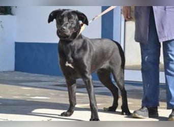 Rex, ein fröhlicher Wirbelwind auf der Suche nach aktiven Menschen