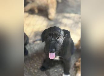 Pepper, neugierig auf das Leben