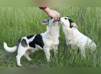 Zwei Jack Russell Terrier-Mixe suchen gemeinsam ein neues Zuhause