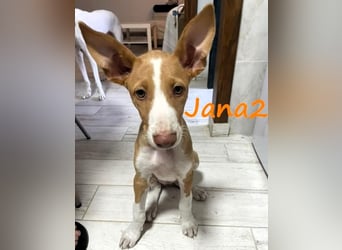 Jana2 geb. 03/2025 (ESP) - süße Podenco Ibicenco Welpin!