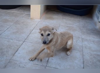 lustige kleine Bluma bringt viel Freude