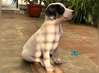 Pin 02/2025 (ESP) - lustiger, kleiner Podenco-Bodeguero Mix Welpe!