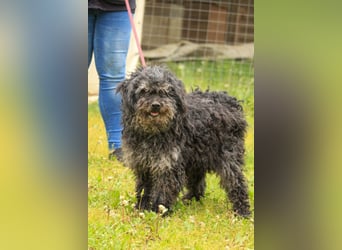Bogáncs LM – Traumhund auf vier Pfoten sucht Herzensmenschen