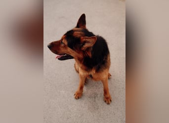 Schäferhund Mix Scooby