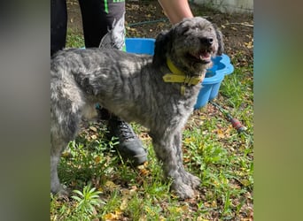 BUBBLE - Freundlicher Puli-Mix, rundum verträgllich