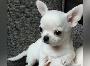Chihuahua Welpen reinrassig Rüde