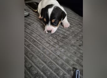Jack Russell Welpen