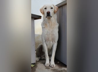 Legolas, geb. 11/2017, lebt in GRIECHENLAND, im städt. Tierheim Serres