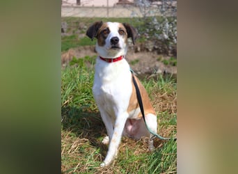 Umgängliche sanfte Hündin Sansa❤️sucht Pflege- oder Endstelle