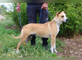 Goma, Labrador-Mix, lieb und sozial