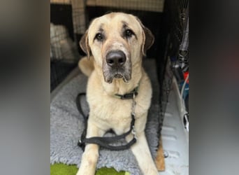 Riesen"Baby"Kangal♥Ares♥ 99718 Greussen