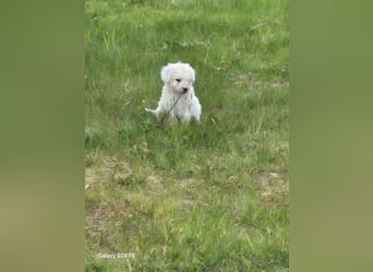 Spanische Wasserhund Welpen reinrassig