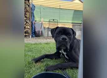 OEB Boxer Mix Nero aus schlechter Haltung