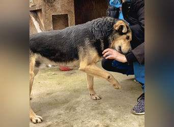 MATTES, Rüde, knapp 7 Jahre, 54cm, Mischling, Tierschutz