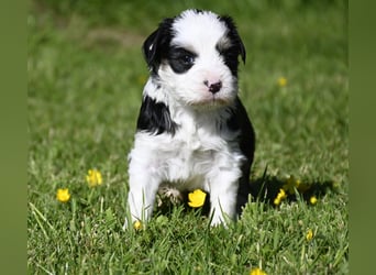 traumhaft hübscher Tibet Terrier Welpen aus erfahrender Zucht  sind geboren dürfen im Juni ausziehen