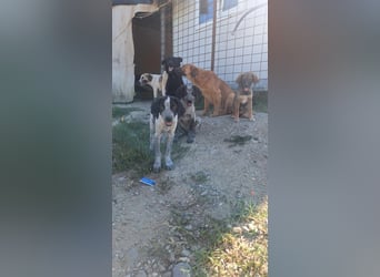 Ludwig sucht sein Körbchen
